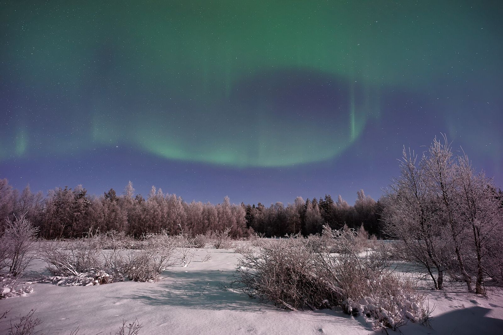 Northern lights over snowy trees in Lapland
