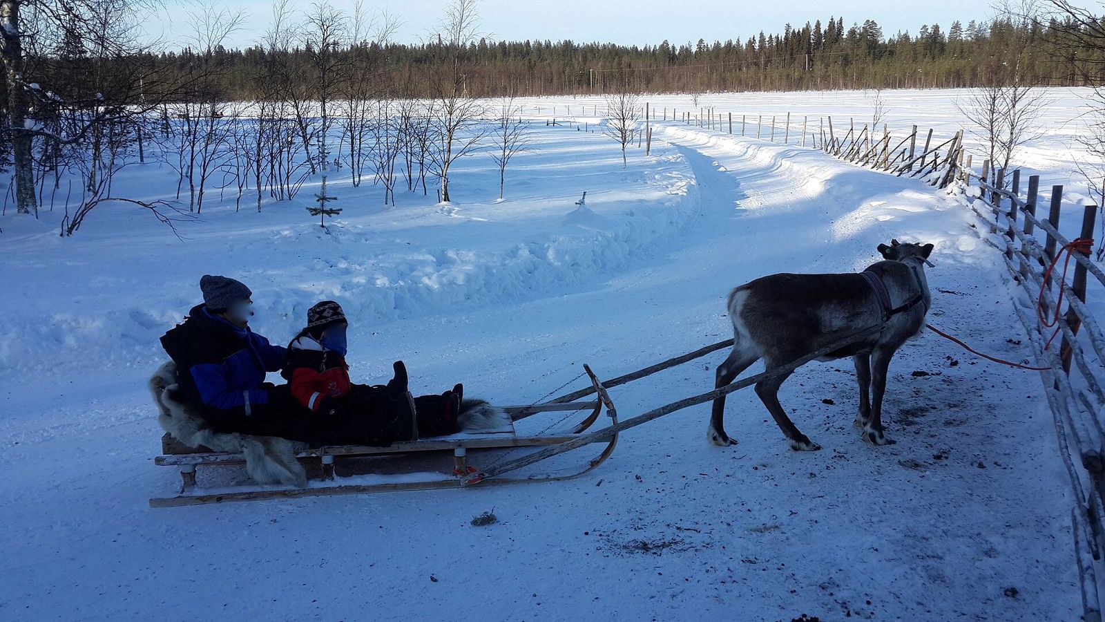 Reindeer pulling a sleigh with passengers in Lapland snow
