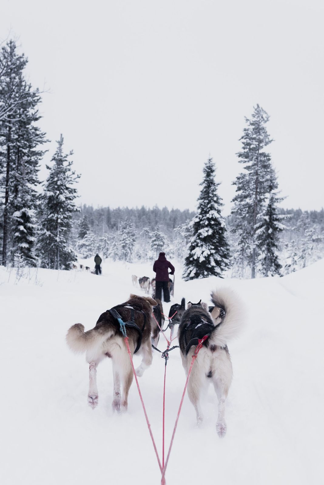 Husky team pulling a sled through snowy forest near Rovaniemi
